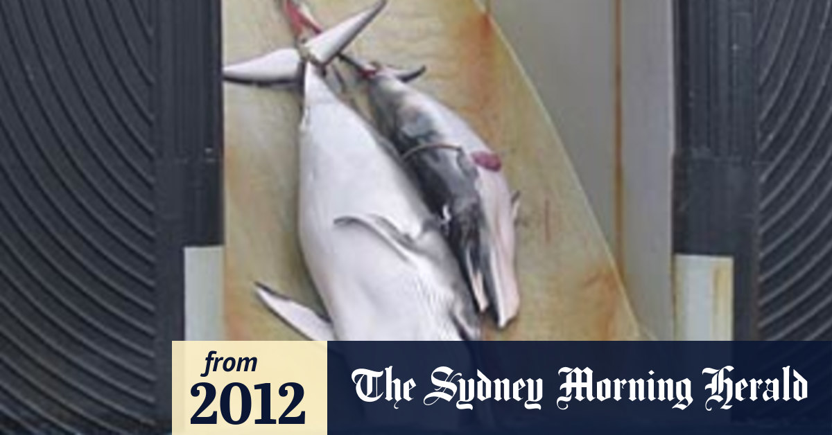 Amazon 'backs down' on sale of whale meat